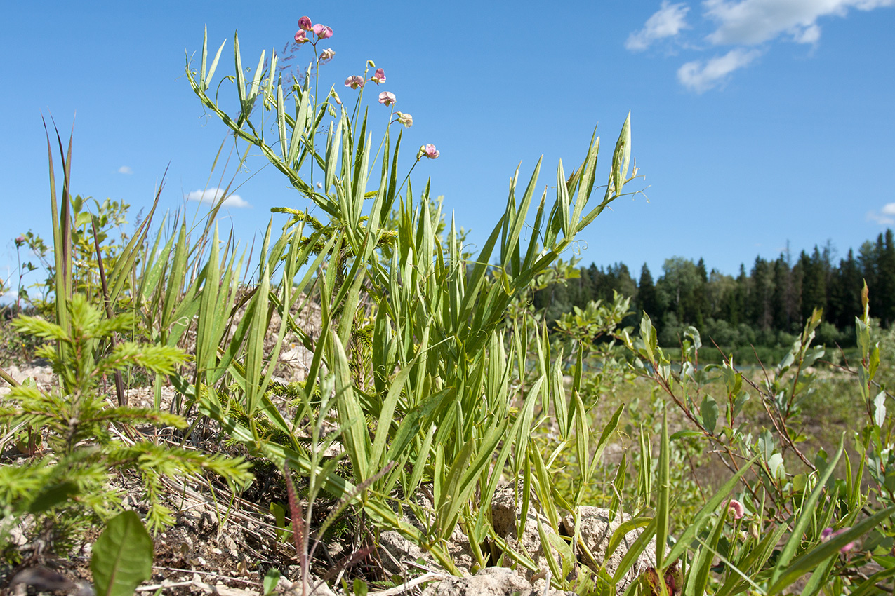 Image of Lathyrus sylvestris specimen.