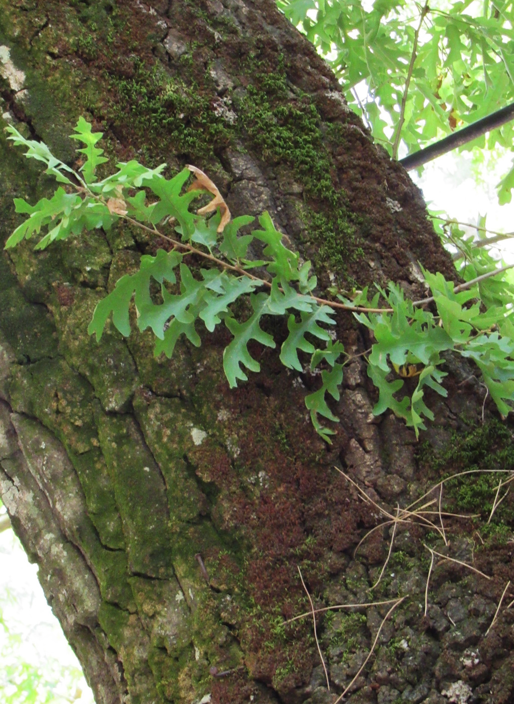 Изображение особи Quercus cerris.