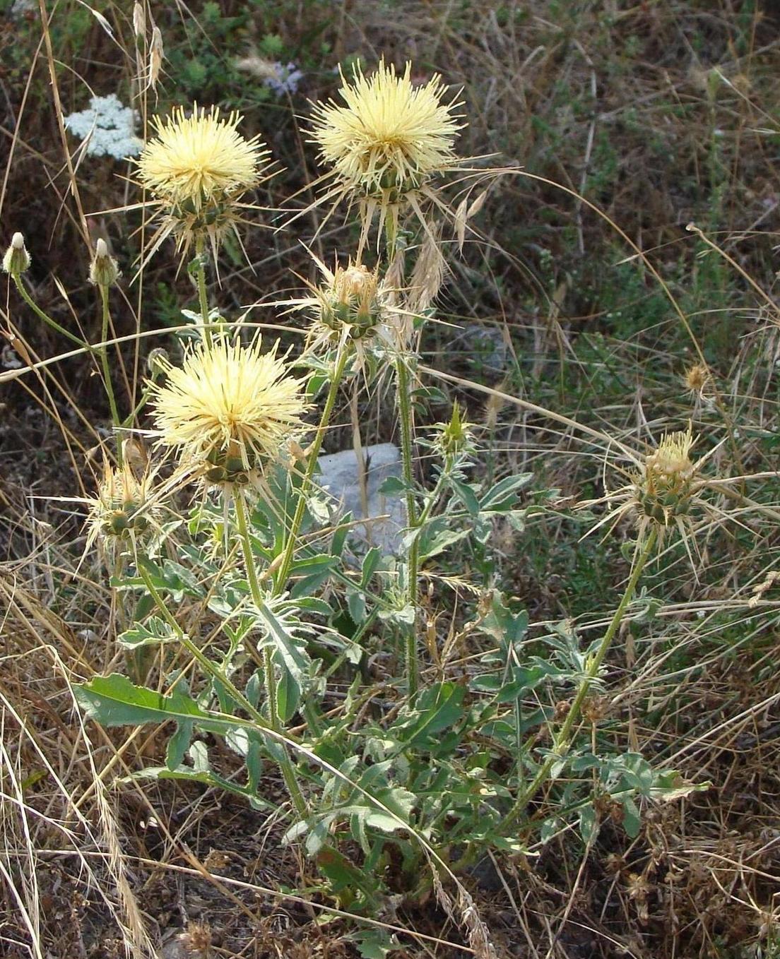 Изображение особи Centaurea sosnovskyi.