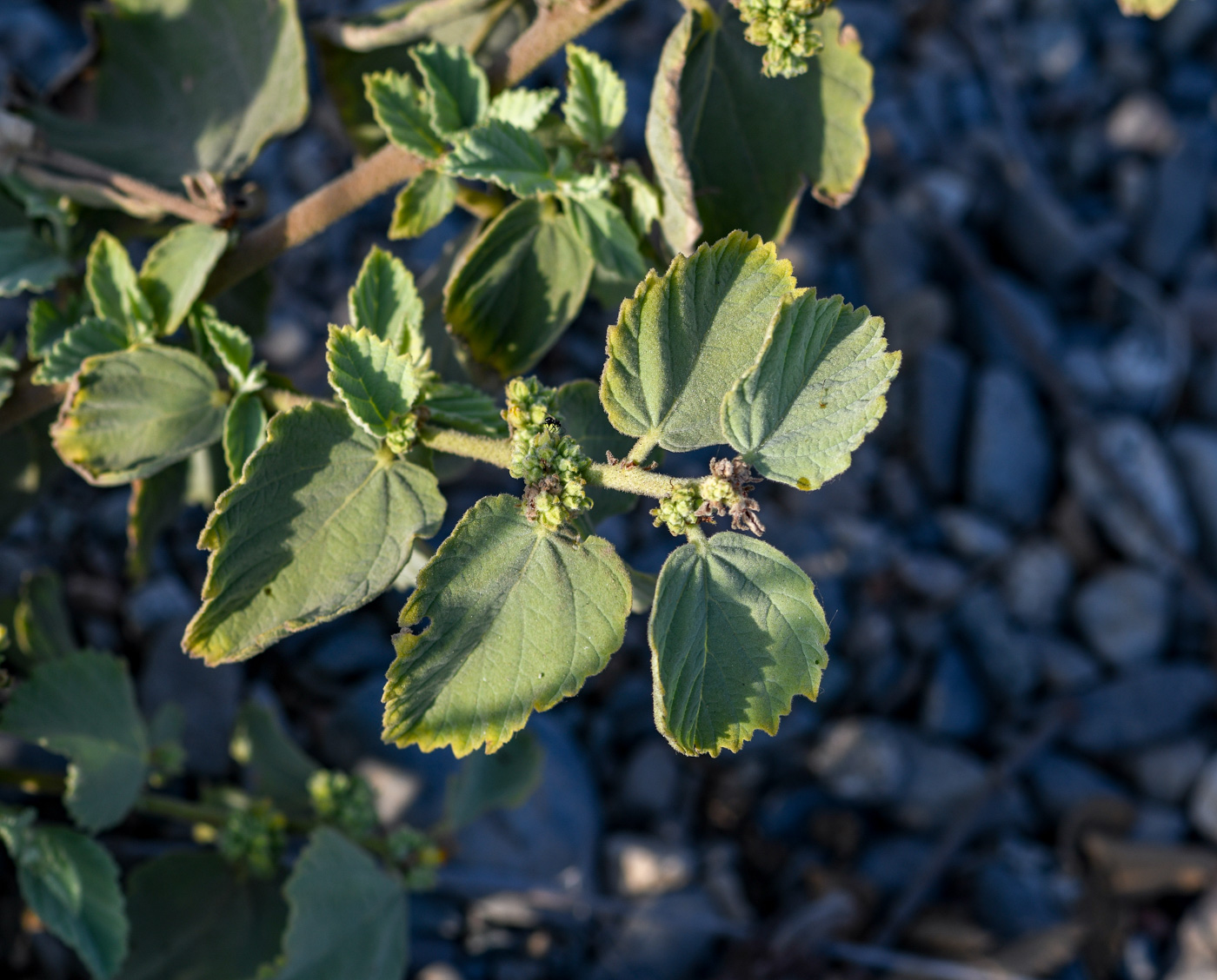 Image of Waltheria ovata specimen.