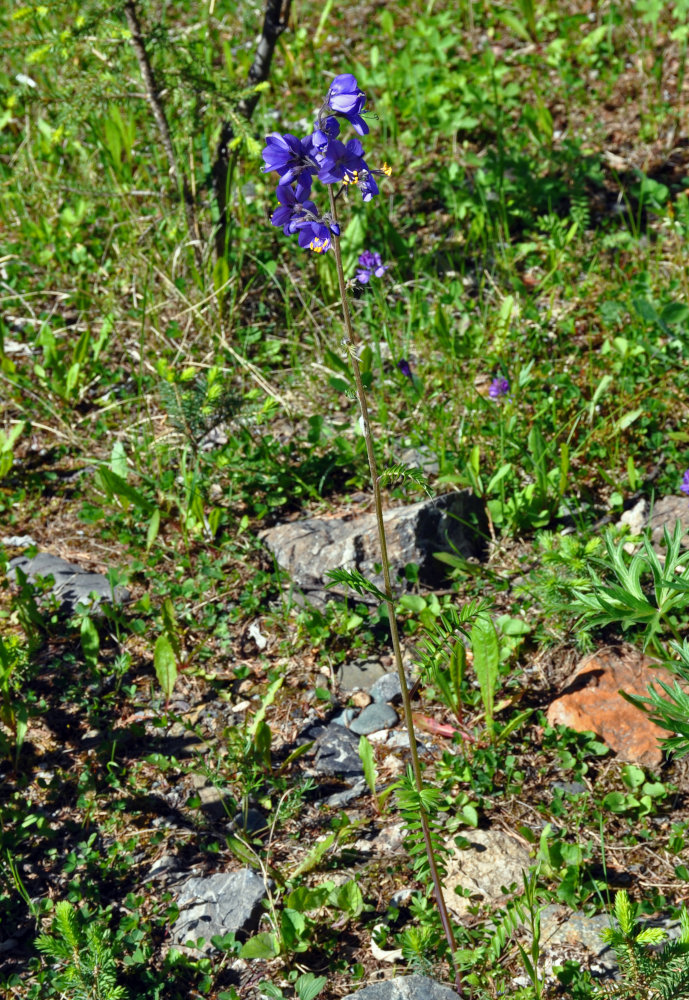 Image of Polemonium caeruleum specimen.