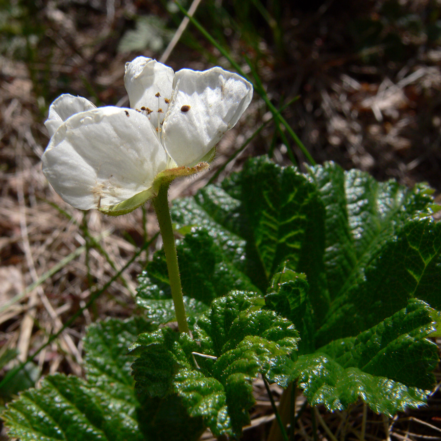 Изображение особи Rubus chamaemorus.