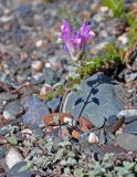 Scutellaria grandiflora. Верхушка побега с соцветием. Алтай, Онгудайский р-н, устье р. Большой Яломан, каменистый склон. 11.06.2019.