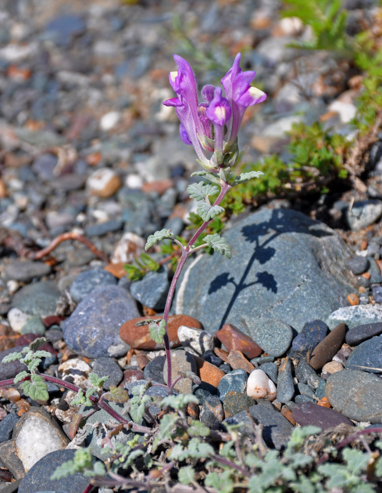 Image of Scutellaria grandiflora specimen.