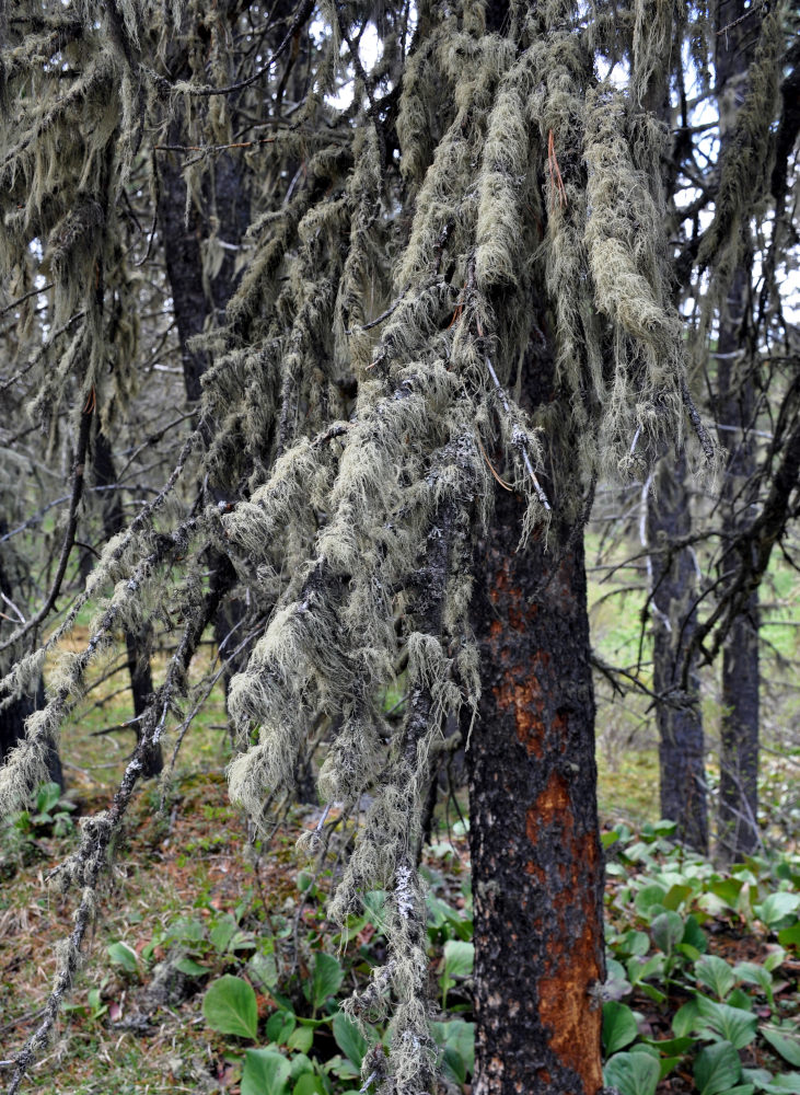 Image of familia Parmeliaceae specimen.