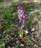 Orchis mascula