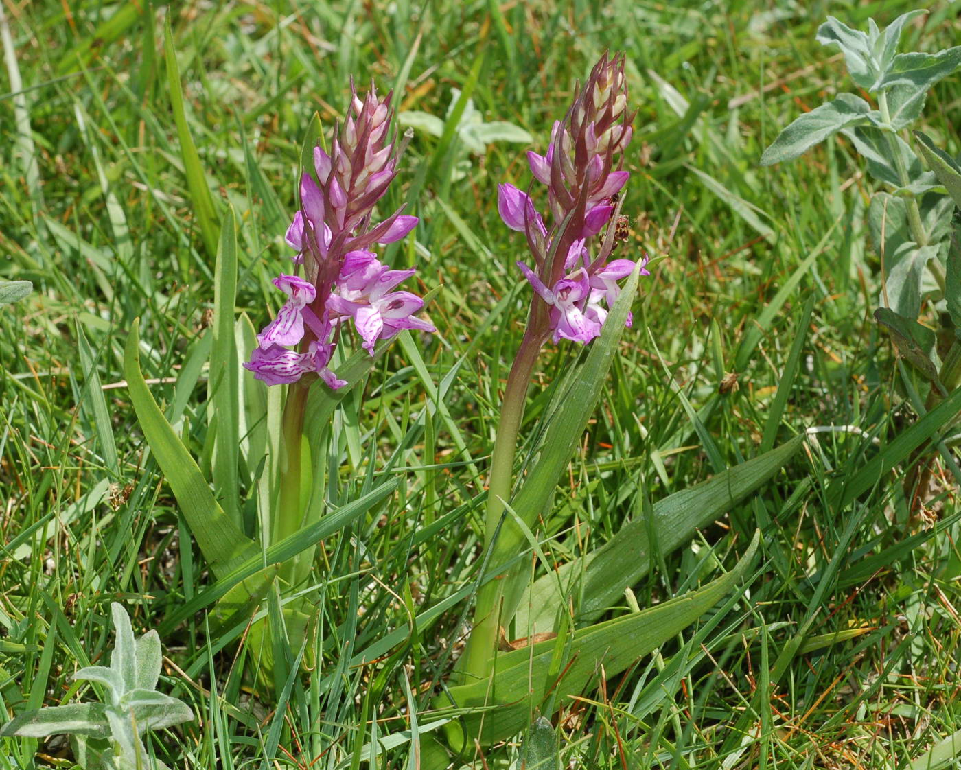 Изображение особи Dactylorhiza umbrosa.