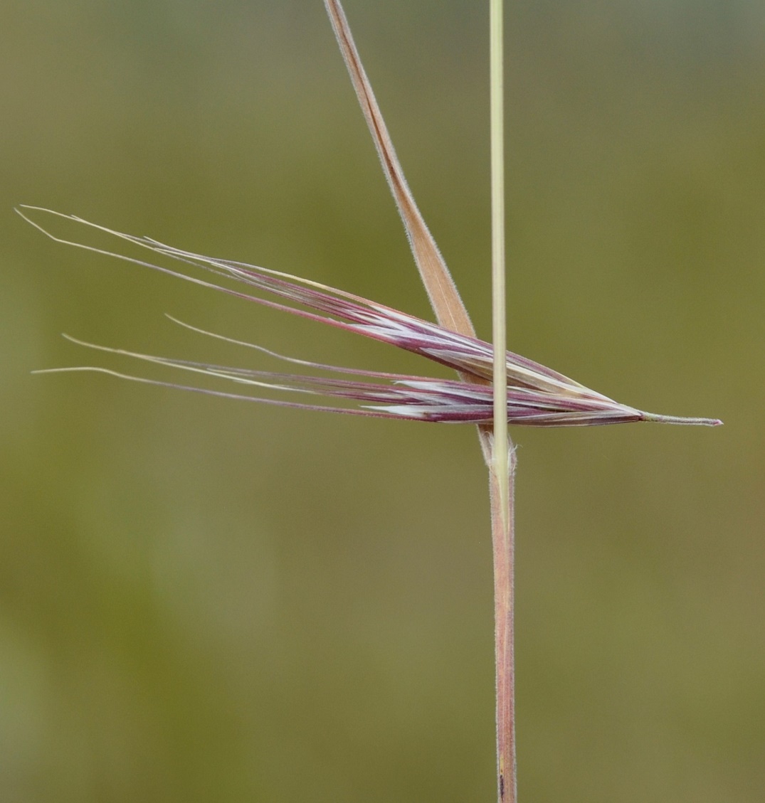 Image of Anisantha rubens specimen.