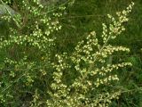 Artemisia scoparia