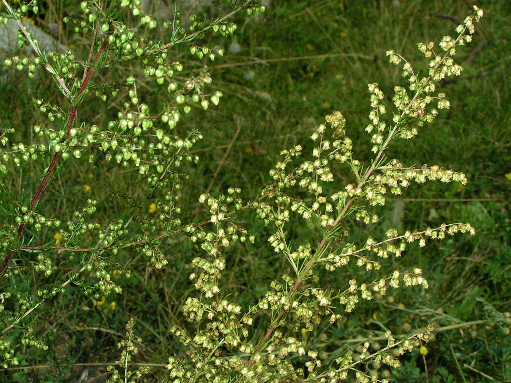 Image of Artemisia scoparia specimen.