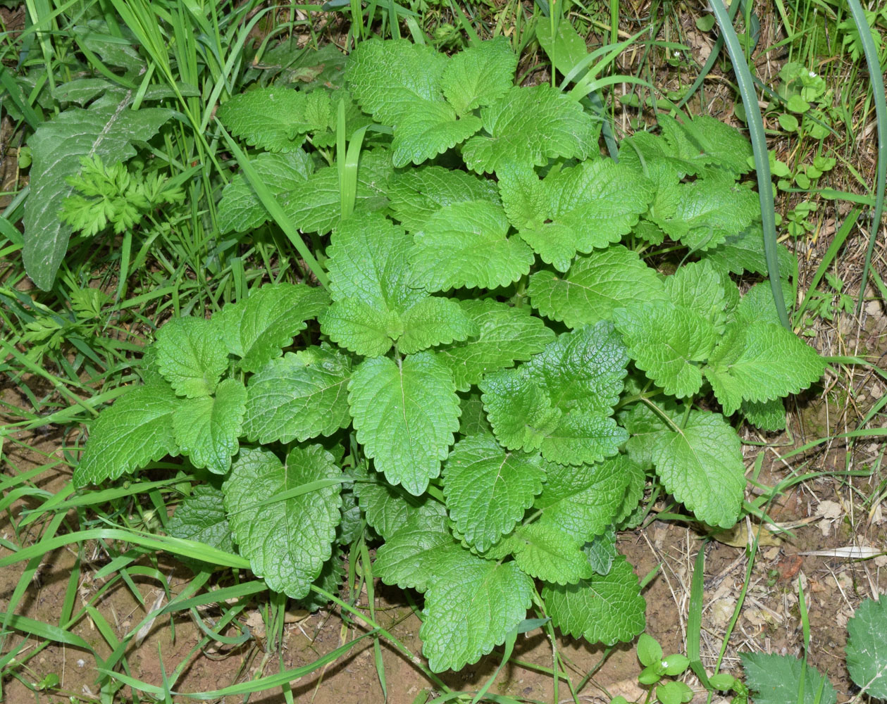 Image of Melissa officinalis specimen.