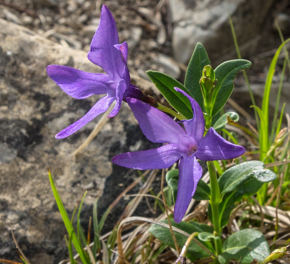 Изображение особи Vinca herbacea.