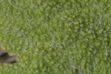 Salvia aethiopis. Поверхность верхней стороны части листа. Крым, Бахчисарайский р-н, окр. с. Дачное, фруктовый сад. 12.05.2020.
