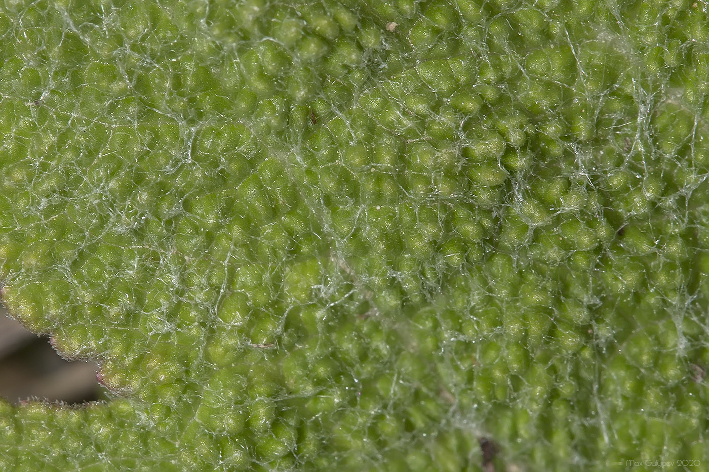 Изображение особи Salvia aethiopis.