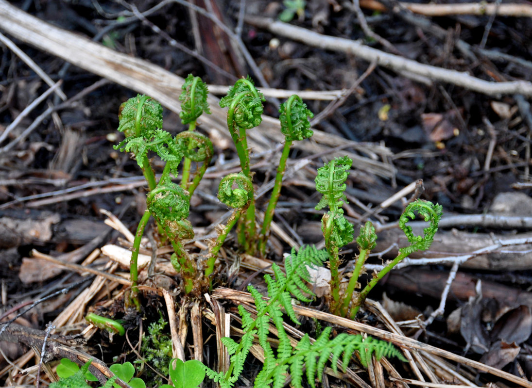 Image of Athyrium filix-femina specimen.