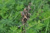 Lupinus polyphyllus. Створки прошлогодних плодов. Калужская обл., Боровский р-н, окр. дер. Чёлохово, участок смешанного леса на месте пионерского лагеря. 18 мая 2020 г.