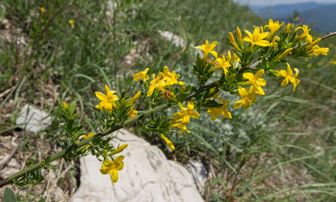 Изображение особи Jasminum fruticans.