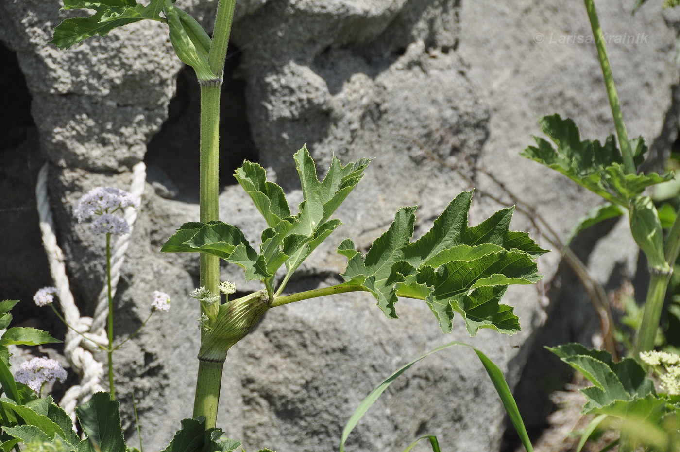 Image of genus Heracleum specimen.