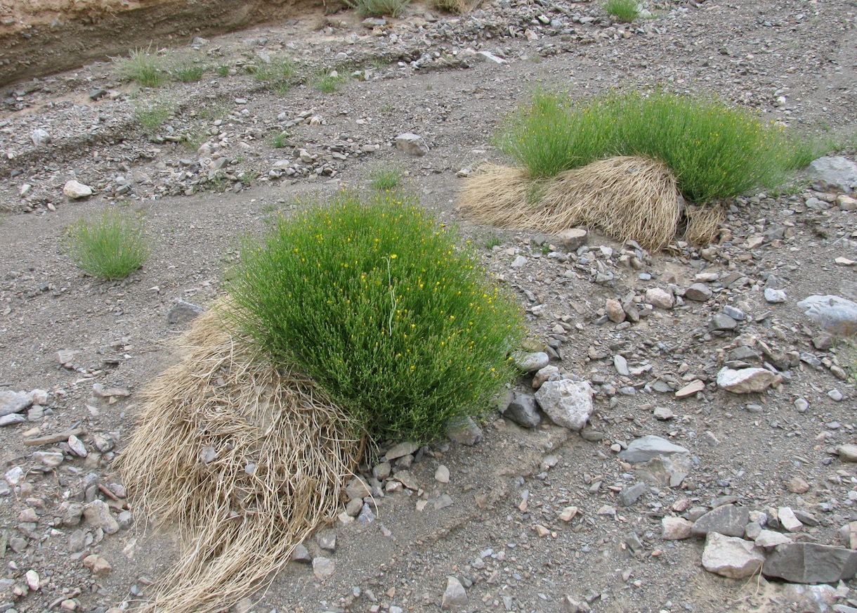 Изображение особи Chondrilla laticoronata.