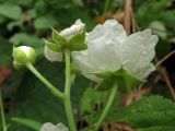 Rubus caesius