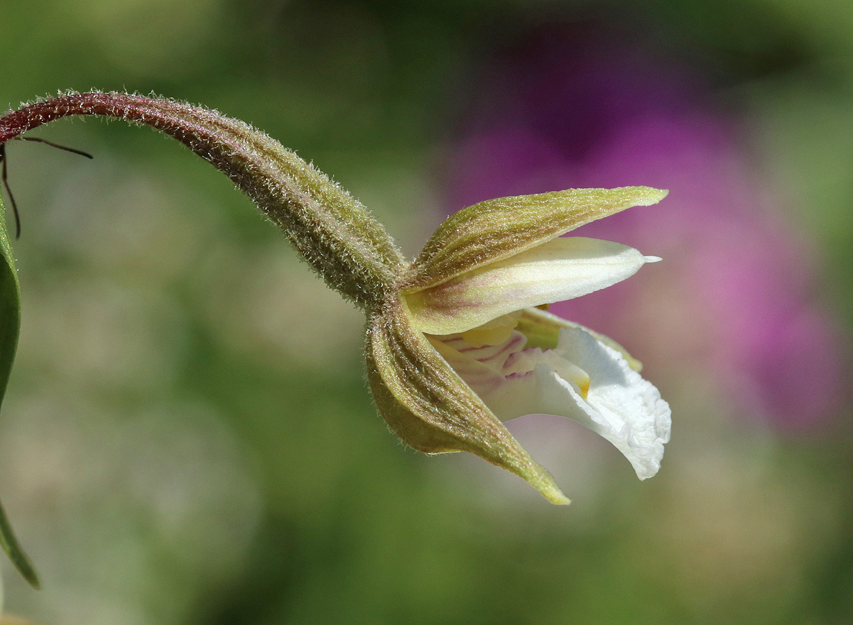 Image of Epipactis palustris specimen.