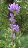 Campanula glomerata