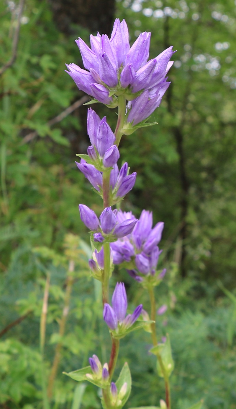 Image of Campanula glomerata specimen.