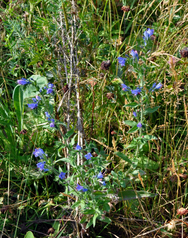 Изображение особи Echium vulgare.