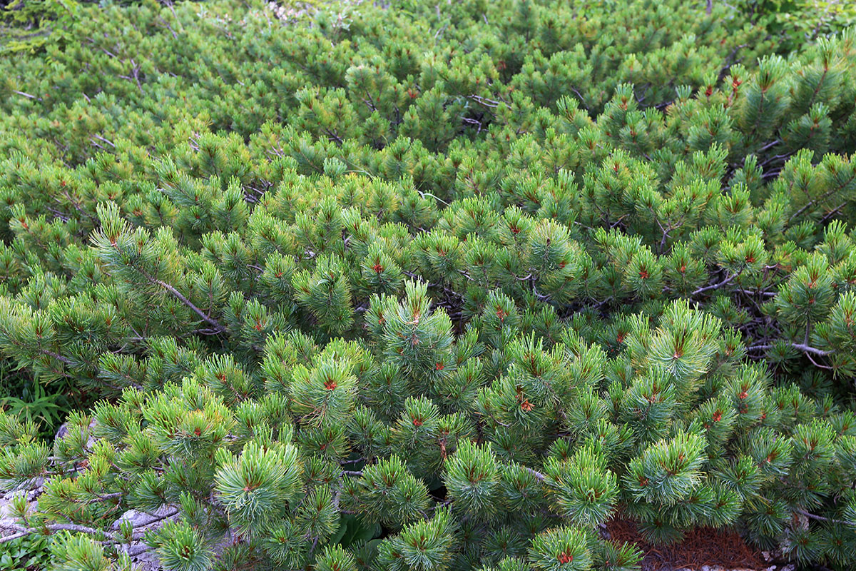 Image of Pinus pumila specimen.