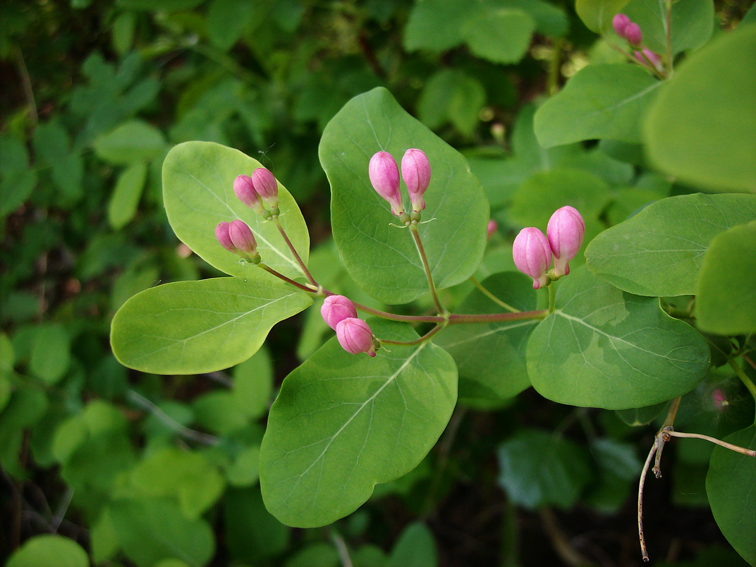 Изображение особи Lonicera tatarica.