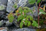 genus Rubus