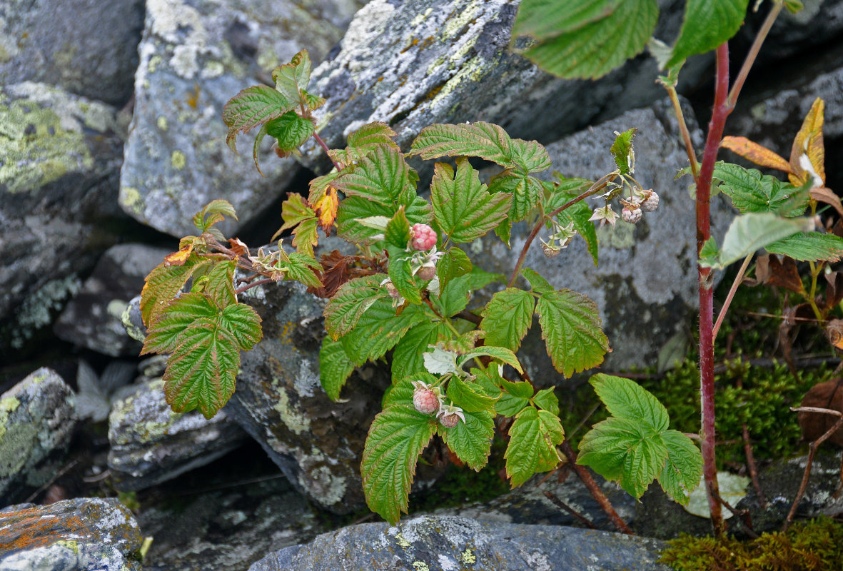 Изображение особи род Rubus.