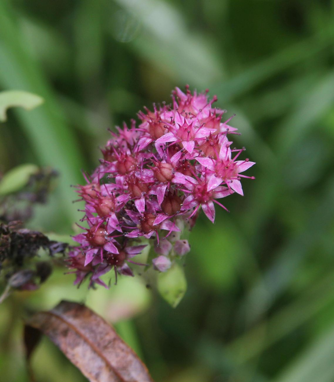 Изображение особи Hylotelephium triphyllum.