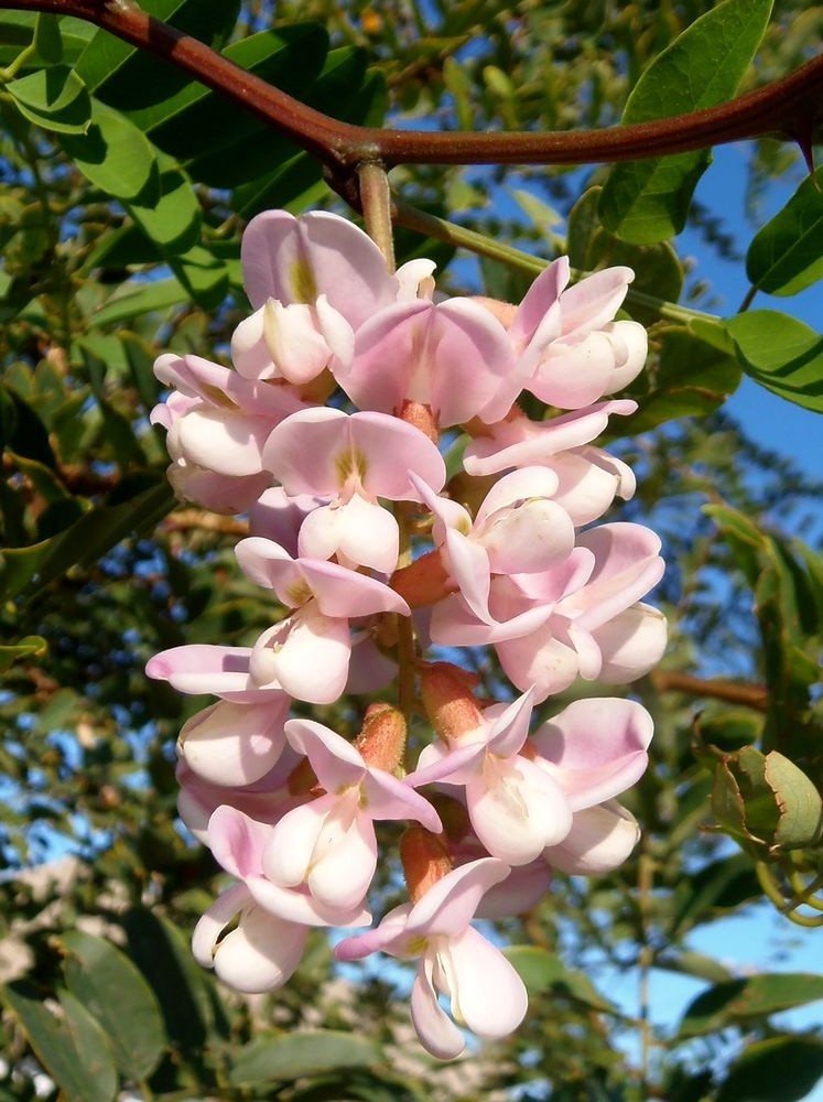 Image of Robinia hispida specimen.