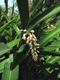 Alpinia zerumbet
