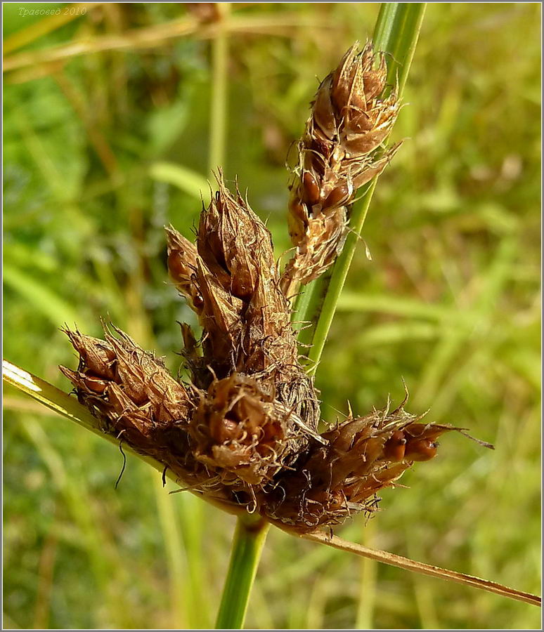 Изображение особи Bolboschoenus planiculmis.