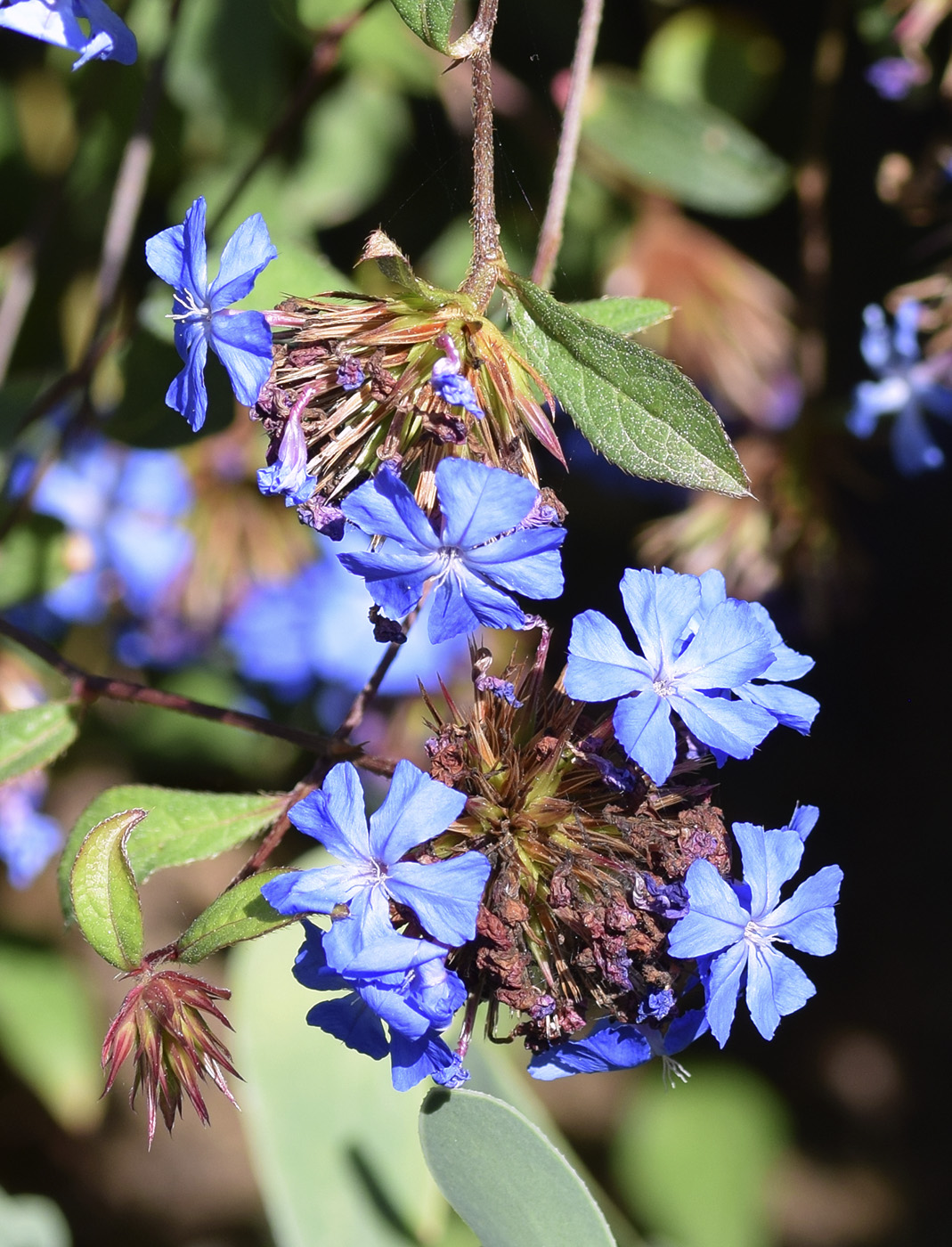 Изображение особи Ceratostigma plumbaginoides.