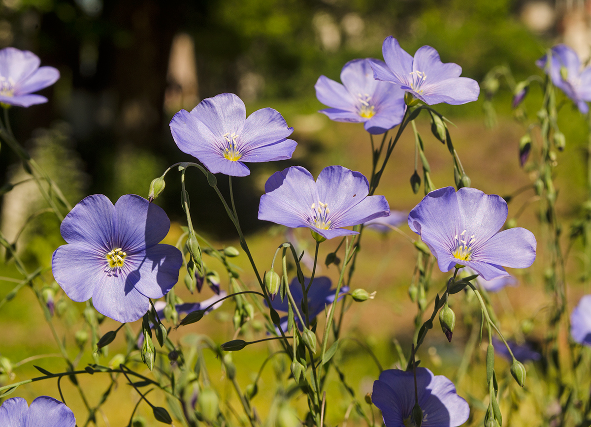 Изображение особи Linum austriacum.