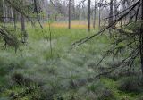 Molinia caerulea. Заросли на заболоченном берегу озера. Карелия, Лахденпохский р-н. окр. пос. Ихала. 05.09.2020.