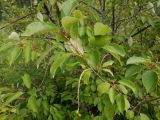 Padus virginiana