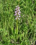 Orchis militaris. Цветущее растение. Иркутская обл., Иркутский р-н, р. Иркут, о. Беляева, луг. 13.06.2020.