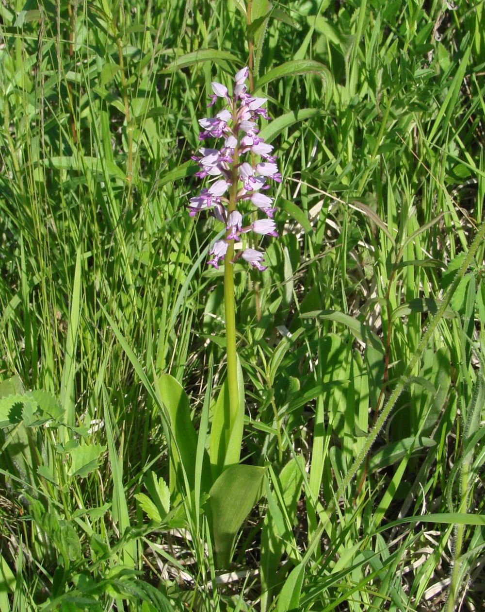 Image of Orchis militaris specimen.