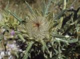 Cirsium richterianum