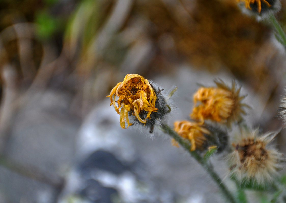 Изображение особи Hieracium alpinum.