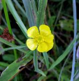 Ranunculus lingua. Цветок. Украина, Волынская обл., Ратновский р-н, юго-западные окрестности с. Окачево, северо-восточный берег оз. Стрибуж, мелиоративная канава. 28 июля 2010 г.