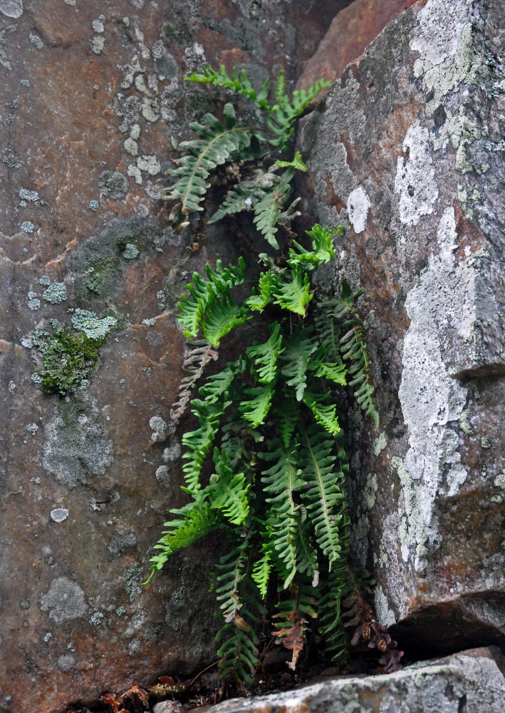 Изображение особи Polypodium vulgare.