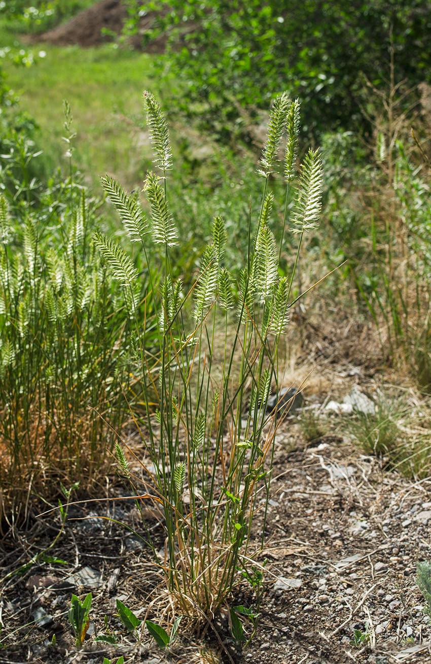 Изображение особи Agropyron pectinatum.