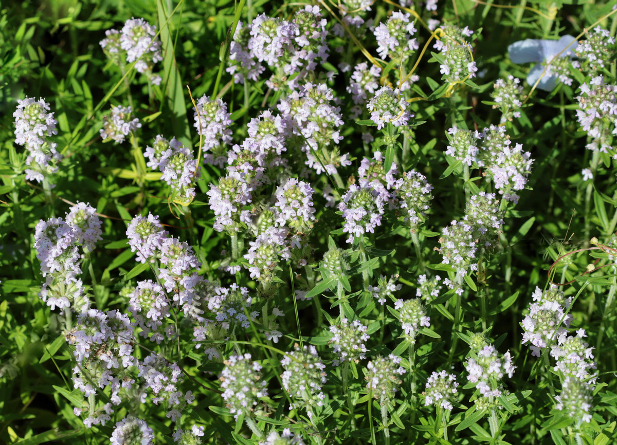 Изображение особи Thymus marschallianus.