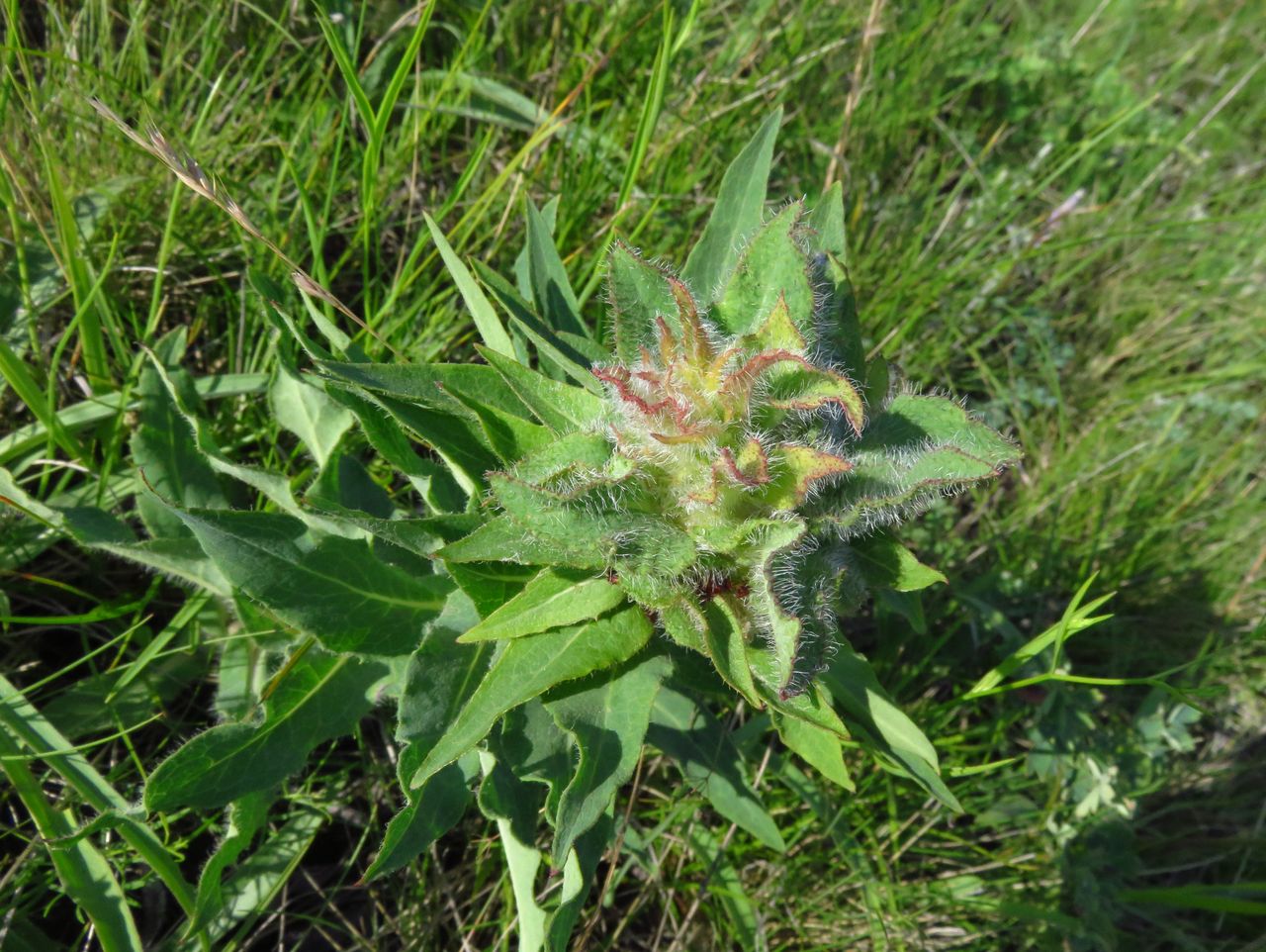 Image of Hieracium virosum specimen.