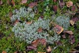 Cladonia rangiferina